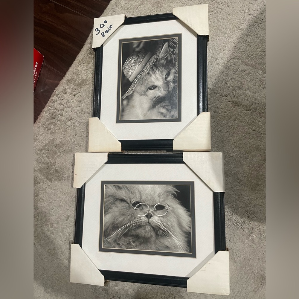Cat Frames